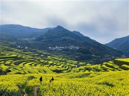 覆卮山油菜花梯田