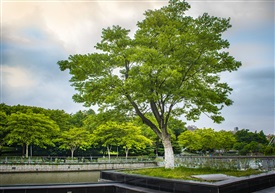 《黃莲树》3-2