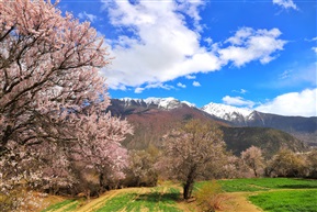 林芝桃花