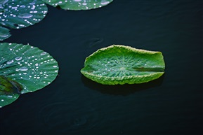 浮