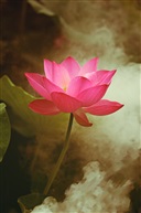 一支独秀