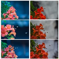 花粉搬运工
