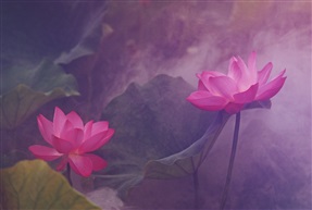 荷韵