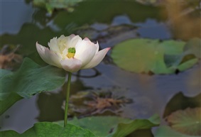 春华秋实（1）