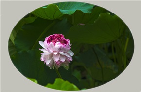 《并蒂莲绽放》