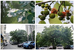 《构树》5-5