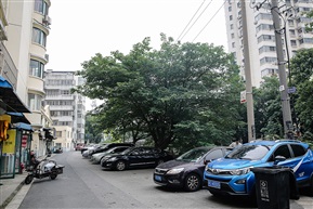《构树》5-1