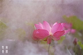 雾荷
