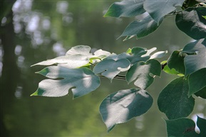 《构树》5-4