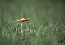《采姑娘的小蘑菇》