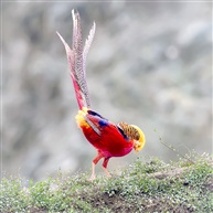 《红腹锦鸡》