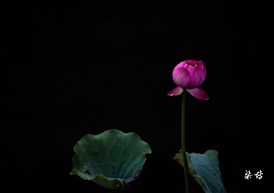 荷