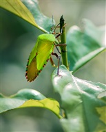 《小昆虫》