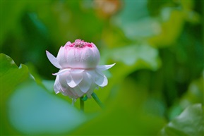 莲