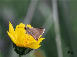 蝶恋花