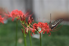 蝶恋花