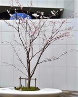 早樱树1-1