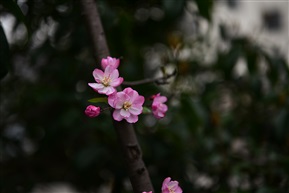 《海棠花》——2