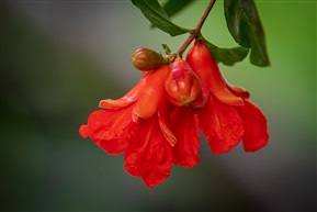 石榴组照4