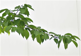 早樱树1-3