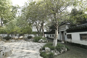 《 朴  树 》2