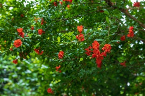 石榴组照1