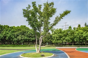《榉树》6-1