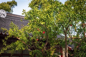石榴组照2