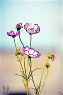 无名小花