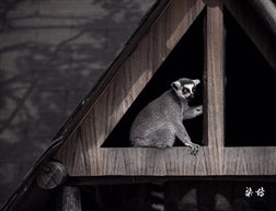 “宅猴”