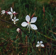 山桃草