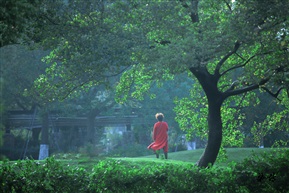 绿荫下