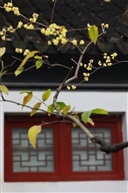 深闺紧锁误花期