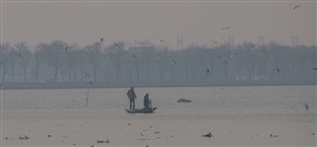 护鸟人