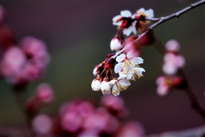 春意