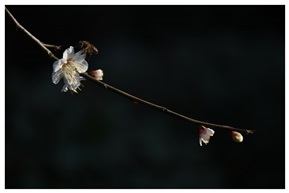 花枝头