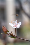 蜂恋花