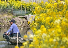 菜花季