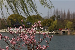 春到亭林园（4）