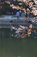 半壕春水一城花