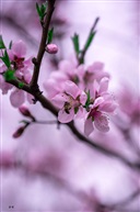 桃花依旧笑春风