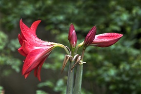 《雨中百合》