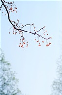 简