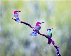 《蓝喉蜂虎——雨中情》