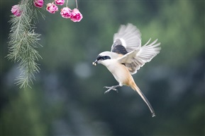 《花中客》