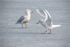 《棕头海雕》