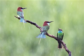 《相会在雨中》