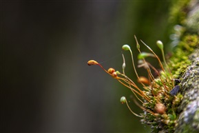 苔藓