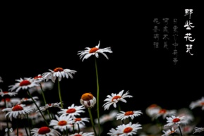 那些花儿