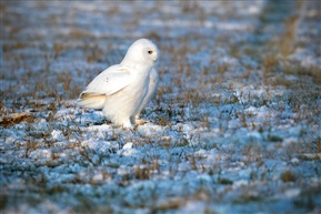 《雪鸮》